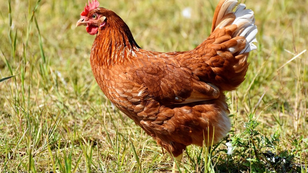 Her Karede Naturaköy